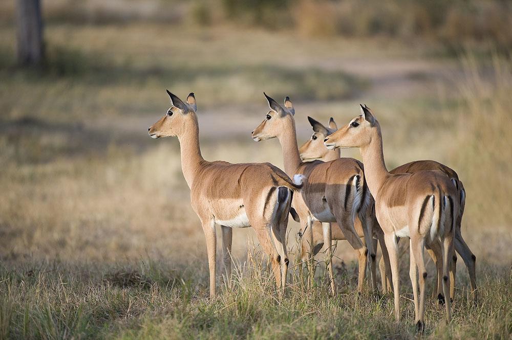 Hluhluwe Country Cottages Luaran gambar